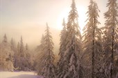 Заснеженный лес Урала
